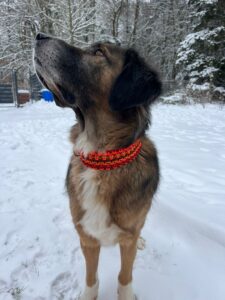 Großer Hund im Schnee mit handgefertigtem Makramee-Biothane Hundehalsband in Orange und Rot