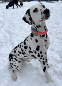 Hund mit Makramee Biothane Hundehalsband "Beach Girl"