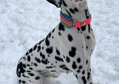 "Beach Girl"- Makramee-Biothane Hundehalsband