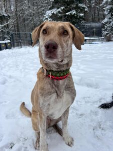 Hund im Schnee mit Makramee Biothane Hundehalsband in Olivgrün und Neonkoralle
