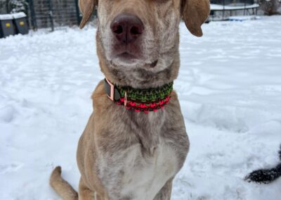 Forest Gum – Makramee Biothane Hundehalsband im Schnee