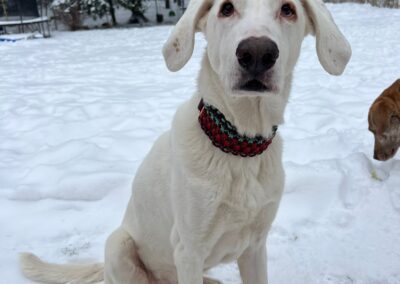 "Bruno's Choice" - Makramee-Biothane Hundehalsband