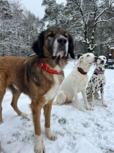 Hunde mit Makramee-Biothane Hundehalsband in "Sole Leone", "Bruno's Choice" und "Beach Girl"