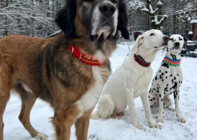 "Sole Leone", "Bruno's Choice" und "Beach Girl"- Makramee-Biothane Hundehalsbänder