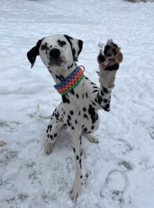 Hund mit Makramee Biothane Hundehalsband "Beach Girl"