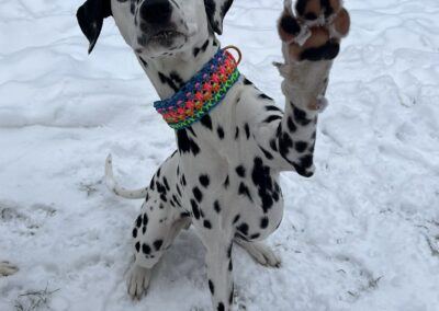 "Beach Girl" - Makramee-Biothane Hundehalsband